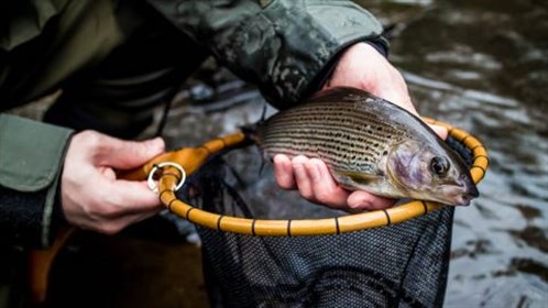 Tenkara UK Grayling.jpg